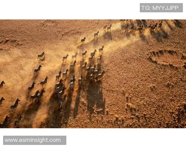 浪斯与沙托鲁激战在即谁能在这场较量中笑到最后